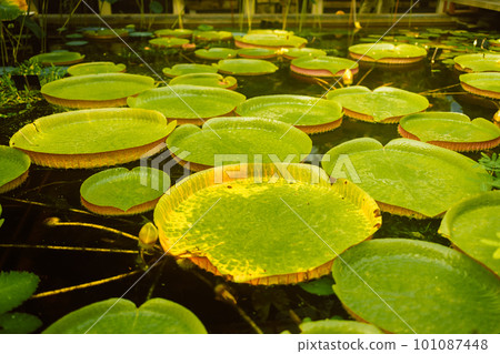Water Lily in garden pond. Very large water lilies. Big water lilies 101087448