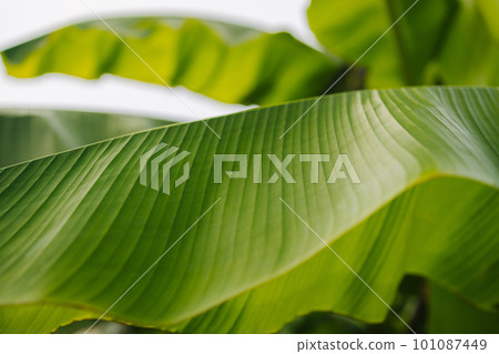 tropical banana palm leaves texture green background tropical banana palm leaves texture green background 101087449