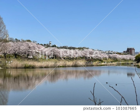 倒映著櫻花樹的池塘 倒映著櫻花樹的池塘 101087665