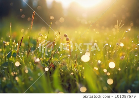 Wet grass in a meadow glistening in the morning dew 101087679