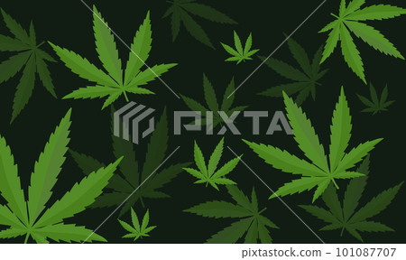 Seamless pattern with cannabis leaves. Cannabis, sativa, indica,marijuana. Vector Illustration background Seamless pattern with cannabis leaves. Cannabis, sativa, indica,marijuana. Vector Illustration background 101087707