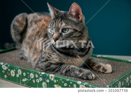 Tabby Cat Lies On Floor Cat Scratcher From Cardboard. Anti-Stress For Cats. 101087736