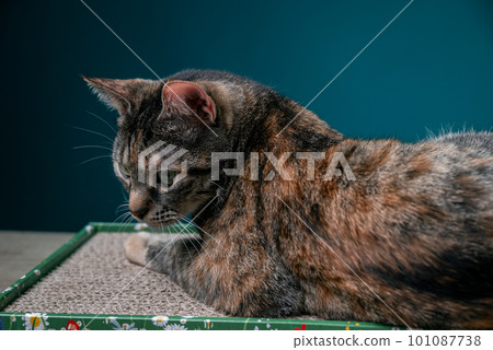 Tabby Cat Lies On Floor Cat Scratcher From Cardboard. Anti-Stress For Cats. 101087738