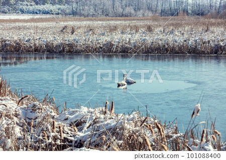A pair of swans swimming in a frozen lake in early spring A pair of swans swimming in a frozen lake in early spring 101088400