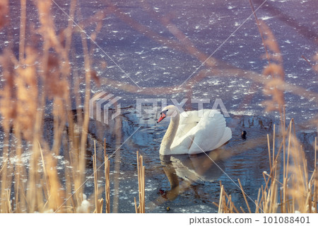 Swan swimming in the frozen lake in winter 101088401
