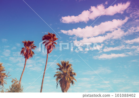 palm tree on blue sky background 101088402
