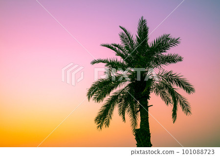 Palm tree against a sunset sky.  Silhouette of the tall palm tree 101088723