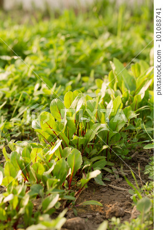 Fresh beet seedlings in a garden Fresh beet seedlings in a garden 101088741