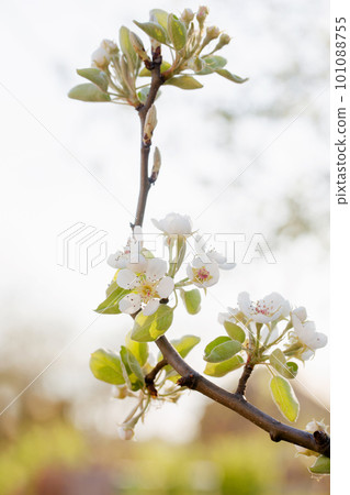 Blooming pear in early spring in the garden on a sunny day Blooming pear in early spring in the garden on a sunny day 101088755