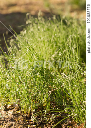 green mini onions on a spring bed 101088756