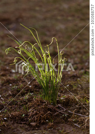 Curly mini onions on a spring bed Curly mini onions on a spring bed 101088757