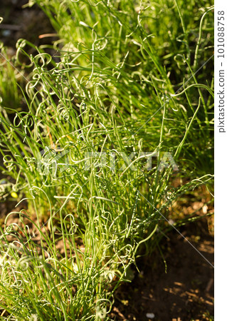 Curly green onions on a spring bed Curly green onions on a spring bed 101088758