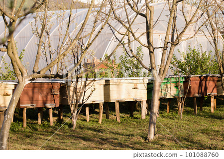 Small beehives in a spring garden on a sunny day 101088760