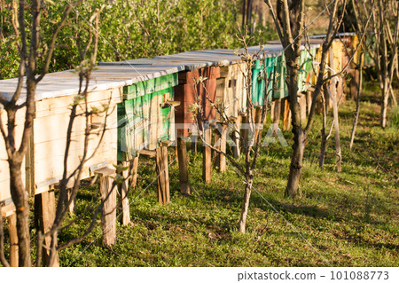Small beehives on a sunny day Small beehives on a sunny day 101088773