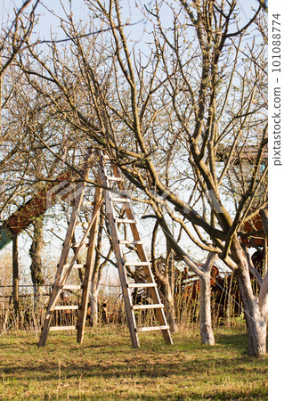 garden ladder for pruning trees 101088774