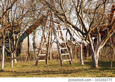 Caring for the garden using pruning on a ladder 101088775