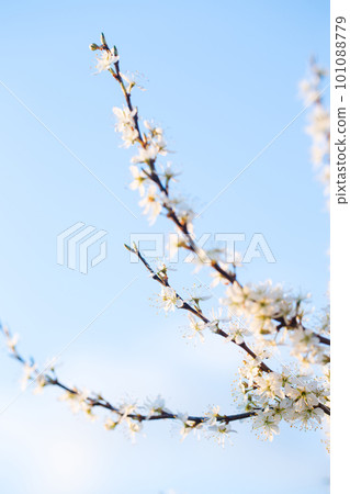 Flowering blackthorn in spring, close-up Flowering blackthorn in spring, close-up 101088779