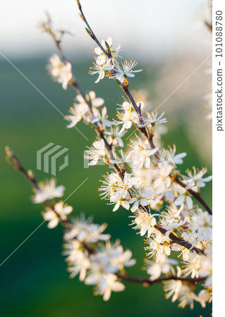 Flowering blackthorn, close-up Flowering blackthorn, close-up 101088780