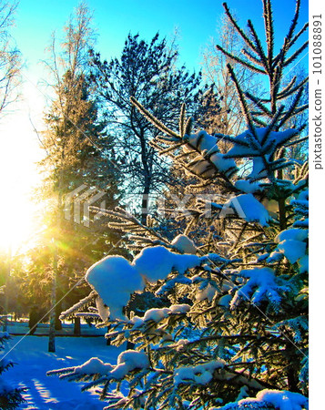 winter landscape with snowy fir trees 101088891
