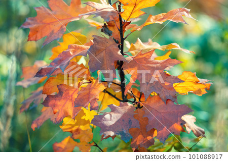 Oak tree branch with colorful leaves in the autumn forest. Autumn nature background 101088917