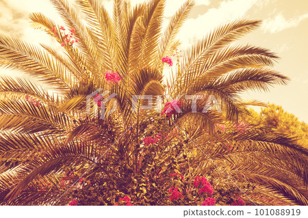 Palm tree against the sunset sky. Tropical evening landscape. Exotic nature background 101088919