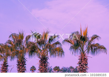 The row of tropic palm trees against the sunset sky The row of tropic palm trees against the sunset sky 101089103