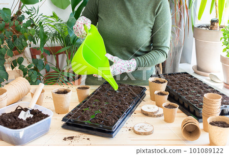 Woman planting tomato seeds at home 101089122