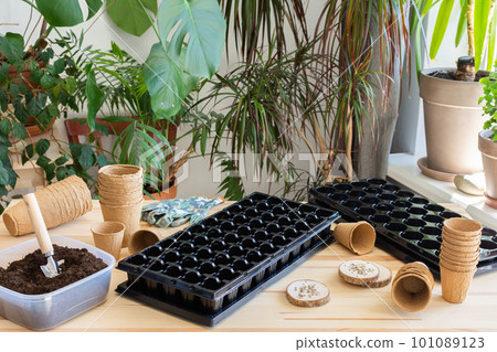 Planting tomato seeds on seedlings at home Planting tomato seeds on seedlings at home 101089123
