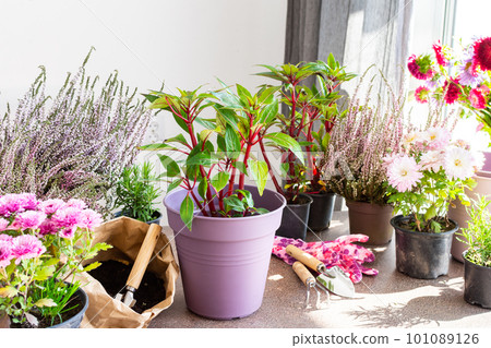 Planting flowers impatiens Planting flowers impatiens 101089126