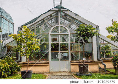 Green plants in botanical garden indoor. Sunshine in panoramic window. Fresh natural background. Greenhouse with deciduous flora covered with green leaves under glass roof. Old glasshouse, botanical 101089279