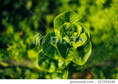 Dutch organic home garden full of lettuce, popular and healthy leafy green plant. 101089286