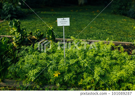 Lactuca sativa, Lettuce in the garden. Fresh salad leaves are growing on the veggie farm. 101089287
