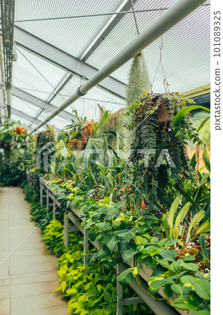 Tropical greenhouse, glasshouse with evergreen plants, exotic palms, ferns in a sunny day with beautiful light. Various palms in botanical garden. Tropical greenhouse, glasshouse with evergreen plants, exotic palms, ferns in a sunny day with beautiful light. Various palms in botanical garden. 101089325