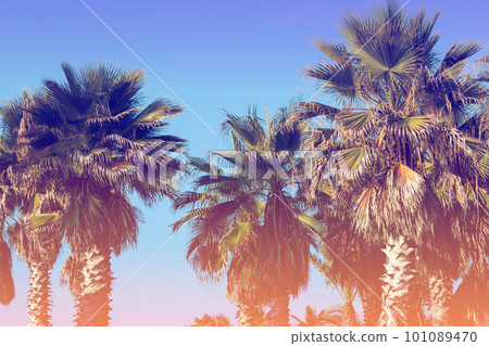 Palm trees against sunset sky.  Row of palm trees. Tropic evening landscape. Gradient color 101089470