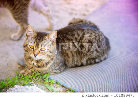 Cat lying outdoors in the yard in summer Cat lying outdoors in the yard in summer 101089473