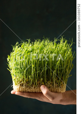 Sprouted pea microgreens in male hands Sprouted pea microgreens in male hands 101089752