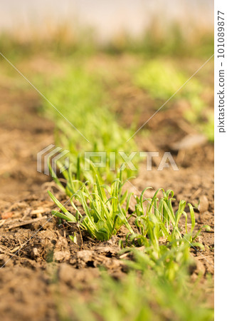 Small sprouts of fresh greenery on the beds of a spring day 101089877