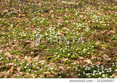 A glade of primroses in a wild forest in spring 101089907