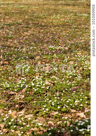 blooming primroses in a wild forest in spring 101089908
