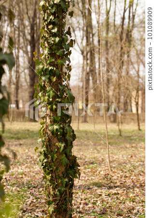 The trees in the park are covered with ivy on the lawn The trees in the park are covered with ivy on the lawn 101089909