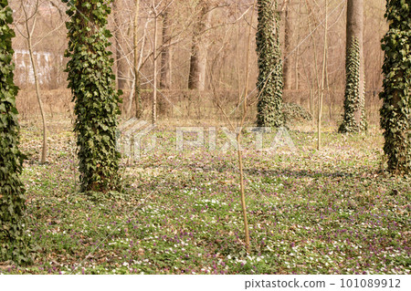 The trees in the park are covered with ivy on the lawn with primroses The trees in the park are covered with ivy on the lawn with primroses 101089912