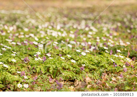 primroses in a wild forest in spring primroses in a wild forest in spring 101089913