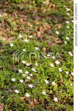 A glade of primroses in a wild forest A glade of primroses in a wild forest 101089914