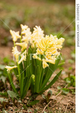 Beautiful yellow hyacinths bloom in the garden 101089925