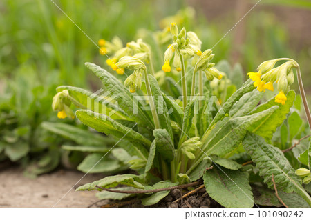 Flowering of medicinal forest primrose Flowering of medicinal forest primrose 101090242