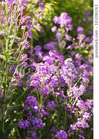 Blooming fragrant matiola Blooming fragrant matiola 101090263