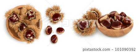 opened sweet chestnut in wooden bowl isolated on white. Top view. Flat lay opened sweet chestnut in wooden bowl isolated on white. Top view. Flat lay 101090392