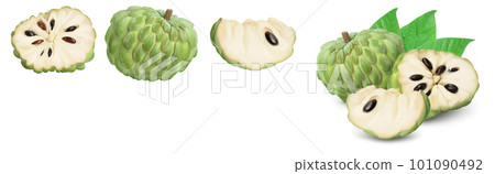 Sugar apple or custard apple isolated on white background with . Exotic tropical Thai annona or cherimoya fruit. Top view. Flat lay Sugar apple or custard apple isolated on white background with . Exotic tropical Thai annona or cherimoya fruit. Top view. Flat lay 101090492