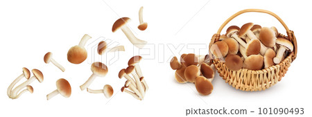 honey fungus mushrooms isolated on white background . Top view with copy space for your text. Flat lay. honey fungus mushrooms isolated on white background . Top view with copy space for your text. Flat lay. 101090493