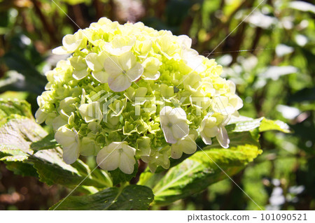 brazilian hydrangea brazilian hydrangea 101090521